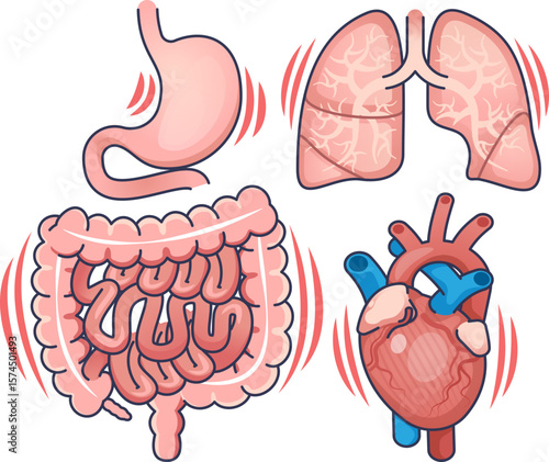 Illustration of human organs—stomach, lungs, intestines, heart—vibrating. This symbolizes a systemic organ response, inflammation, or visceral hypersensitivity. Anatomy in action.