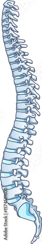 A stylized illustration of the human spinal column in a lateral view. Shows vertebrae and discs, representing anatomy, chiropractic care, and overall spinal health. Isolated on a white background.