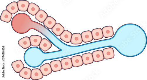Diagram of a liver sinusoid, the space between hepatocytes. Illustrates hepatic microcirculation and metabolic exchange between blood and liver cells.