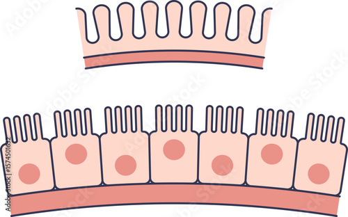 Anatomical illustration of the stomach lining (gastric mucosa). Shows a cross-section of simple columnar epithelial cells with nuclei and a brush border, forming gastric pits.