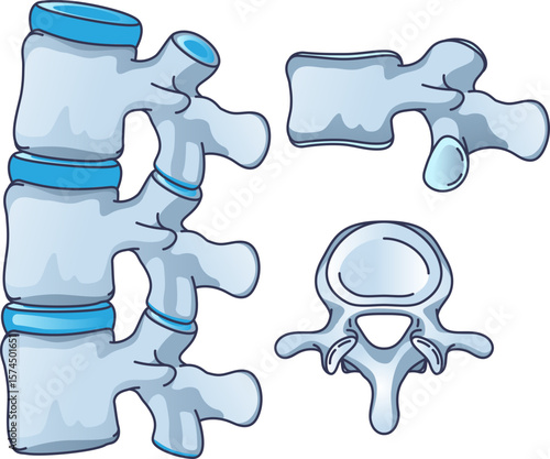 Medical illustration of human vertebrae from multiple views: a stacked spinal column section, a lateral view, and a superior view. Represents spinal anatomy, orthopedics, and skeletal health.