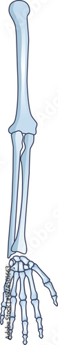 Anatomical illustration of the human upper limb bones from an anterior view. Shows the humerus, radius, ulna, and the bones of the hand and wrist for educational or medical use.