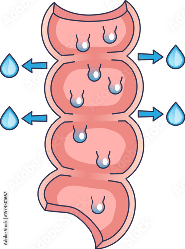 Cross-section of the large intestine showing water absorption. Arrows indicate water droplets moving out of the colon, illustrating the body's primary water extraction zone.