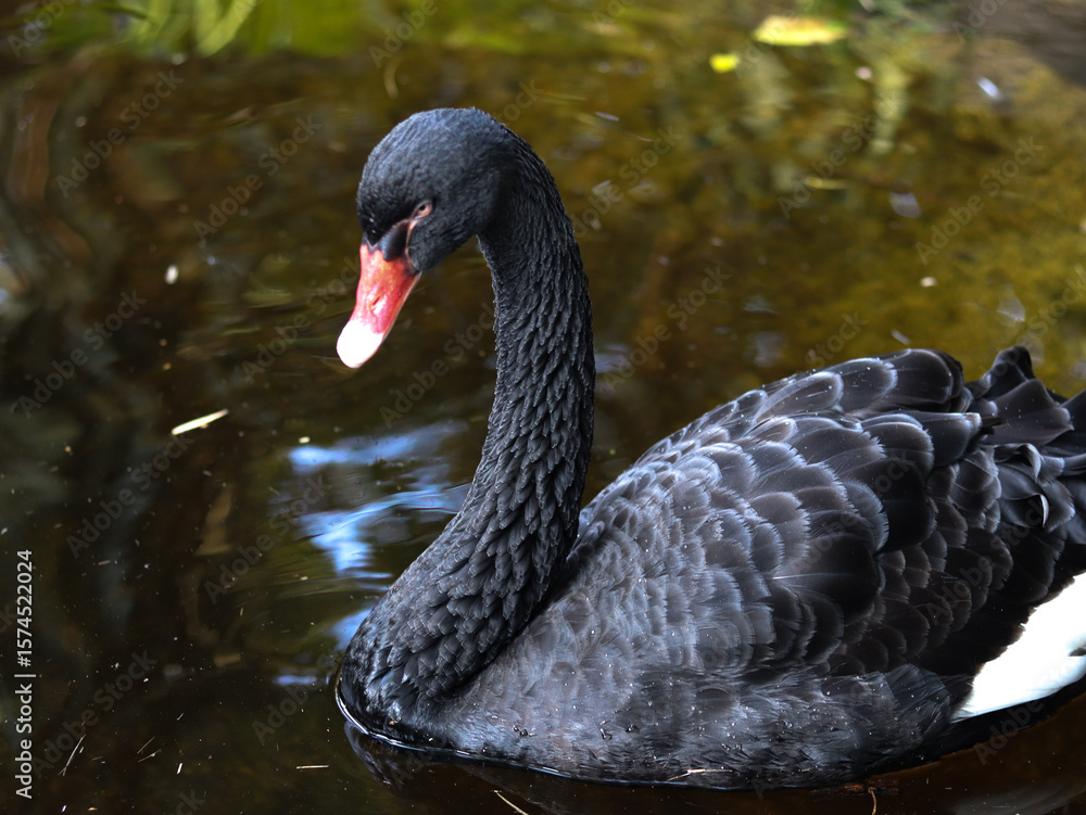 Fototapeta premium black swan in the lake