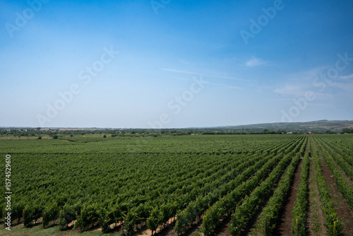 
wine vineyard on Dealu Mare.