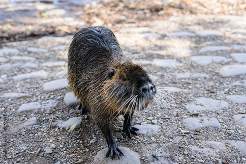 Φωτογραφία nutria animal in a river water