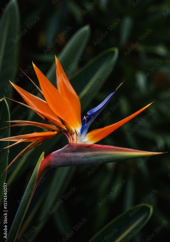 Obraz premium Vibrant orange strelitzia, a tropical bird of paradise flower, blooming beautifully in nature's garden