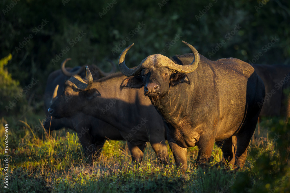 Fototapeta premium An African (Cape) buffalo (Syncerus caffer) stands alert in golden light near Gqeberha, Eastern Cape, South Africa. Captured in its natural habitat, showcasing the wild beauty of African fauna.