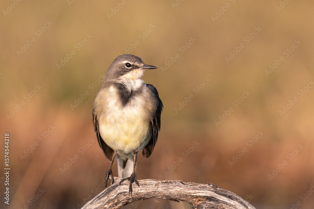 Fototapeta premium Cape Wagtail