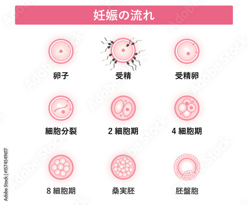 妊娠の流れ