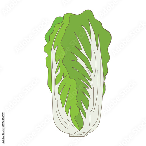 The falling Chinese cabbage. Chinese cabbage logo.