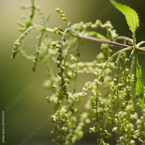 Flowering elderberry plant close-up with soft natural background