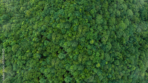 Fototapeta Naklejka Na Ścianę i Meble -  Green forest, bird's eye view of green trees in the forest. Nature of the forest full of green trees. Concept of carbon neutrality and net zero emissions for a sustainable green environment.