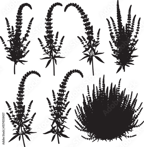 Veronica longifolia plant silhouettes vector illustration set, featuring graceful elongated flower spikes ideal for botanical designs, natural graphics, and decorative elements