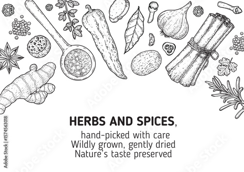 Elegant vector engraving of assorted spices and herbs. Hand-drawn in black and white with exquisite detail — perfect for gourmet branding, vintage packaging, or culinary-themed design.