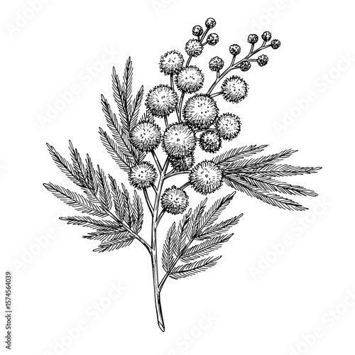 Mimosa plant branch illustration in black and white with detailed features and copy space
