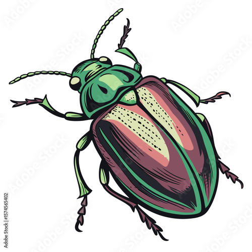 colorado potato beetle