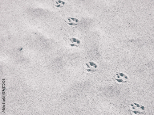 Cat or fox paw prints on beach or desert.
