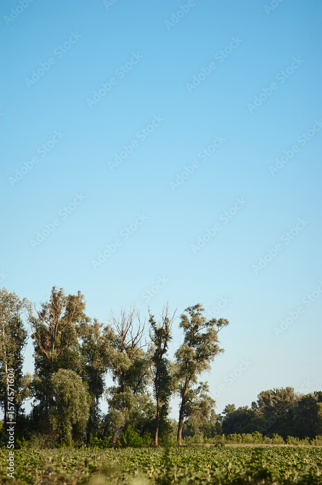 Fototapeta premium A beautiful natural landscape featuring a lush green open park