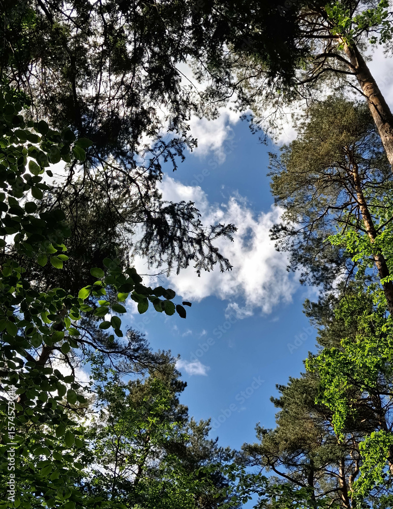 Fototapeta premium Forest tree crowns against blue sky.