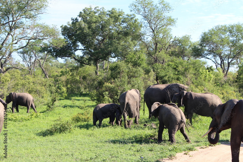 Obraz premium african elephants