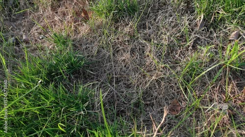 Dead grass top view of the nature background. texture of Green and brown patch. grass texture the lack of lawn care and maintenance until the damage pests fungus and disease field in bad condition.
