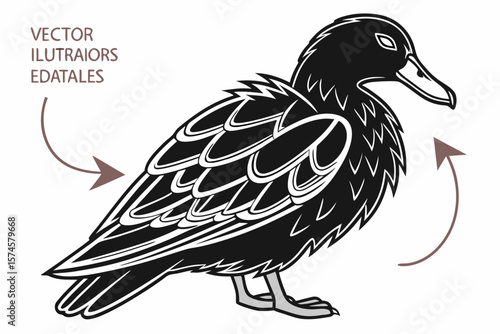Detailed vector illustration of a black duck preening its feathers