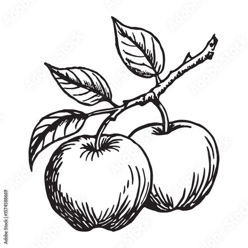 Hand drawn sketch of two apples with a simple line art style
