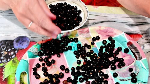 Hands cleaning black currants on colorful tray for food preparation at home. 