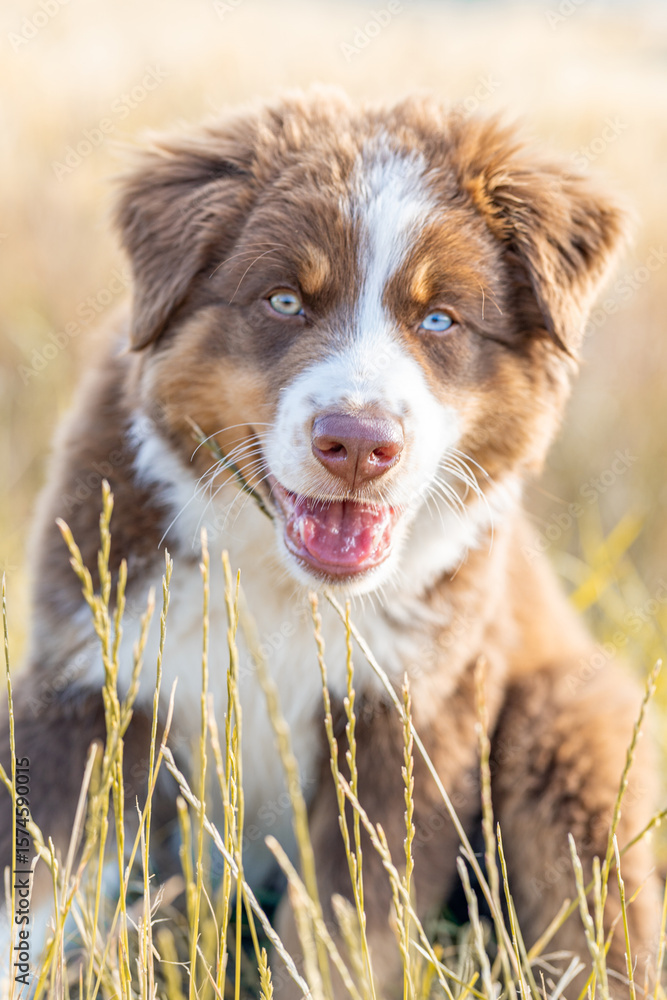 Close-Up Portrait of Australian Shepherd Puppy with Blue Eyes Sitting in Grass Field, Cute Fluffy Dog Outdoors on Summer Day, Adorable Young Pet in Natural Light, Happy Expression Close-Up Portrait of Australian Shepherd Puppy with Blue Eyes Sitting in Grass Field, Cute Fluffy Dog Outdoors on Summer Day, Adorable Young Pet in Natural Light, Happy Expression