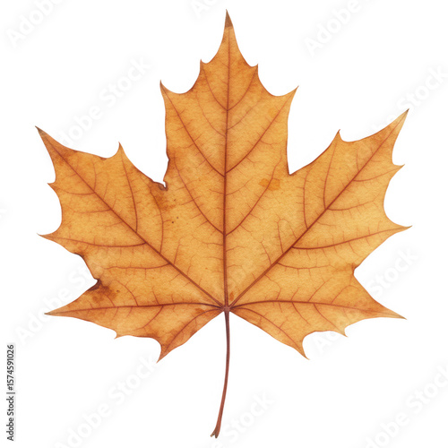 Wallpaper Mural Single maple leaf in autumn colors isolated on transparent background Torontodigital.ca