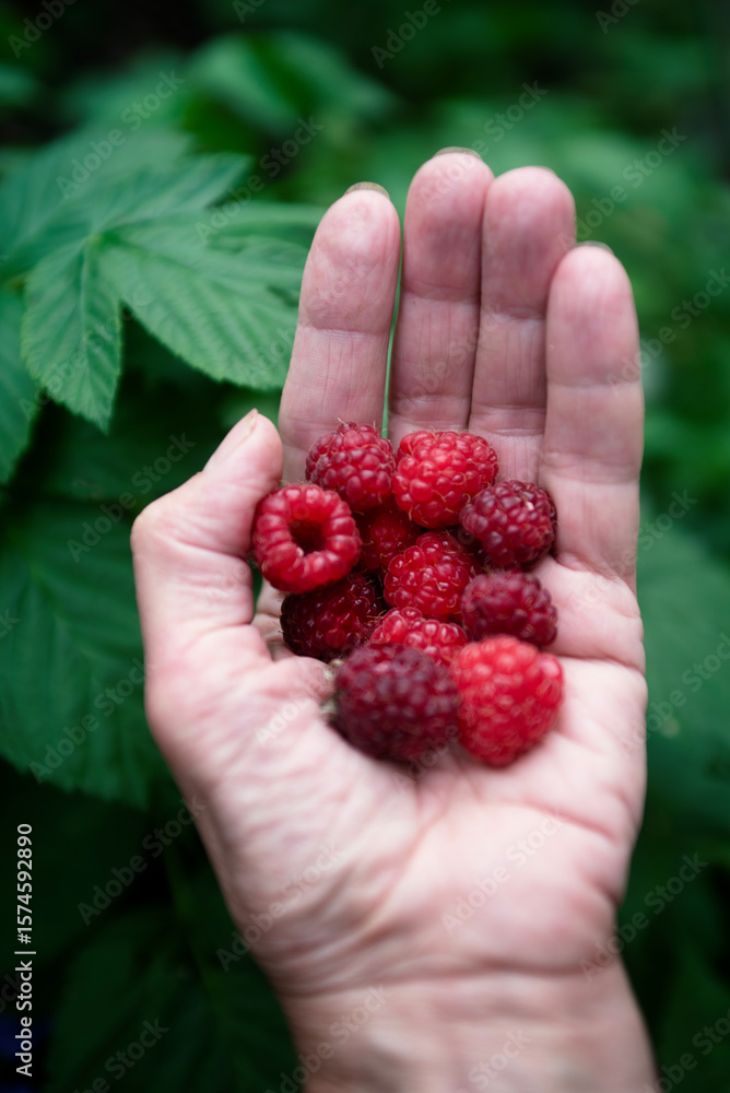 custom made wallpaper toronto digitalraspberries on the palm against the background of green foliage