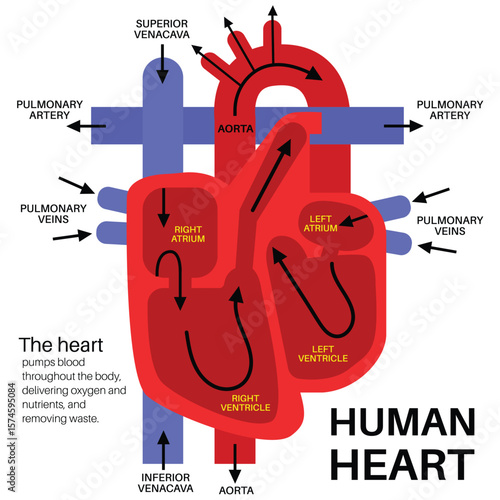 The human heart anatomy. 