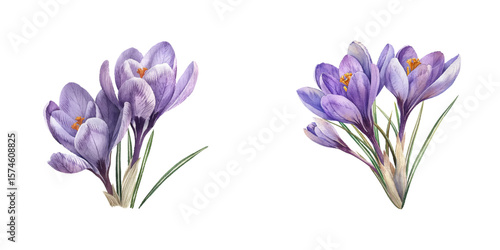 crocus flower watercolor vector illustration