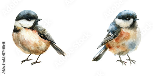 cute chickadee bird watercolor vector illustration
