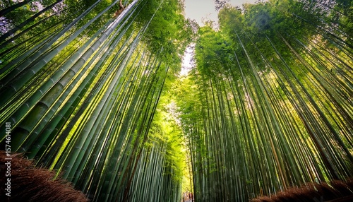arashiyama bamboo forest