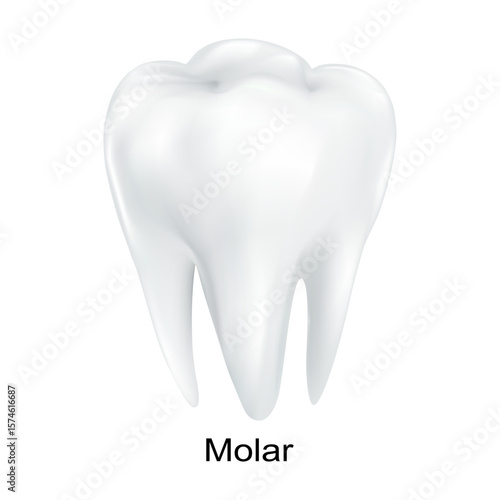 Tooth White Isolated,One Tooth on White Background.Concept Human tooth icon element for dental hygiene care, Medical, Website, Hospital.Vector illustration 3D Mesh