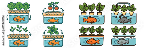 Combination of aquaculture and hydroponic systems for sustainable food production in urban settings