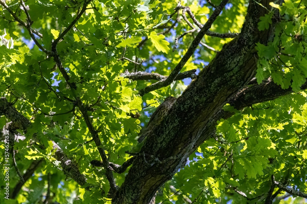 Obraz premium green leaves in the forest