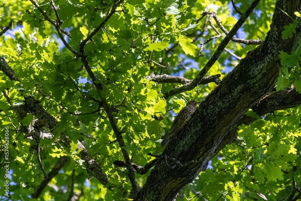 Fototapeta premium green leaves in the forest