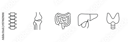 Spine joint intestine liver thyroid anatomical human organ thin line icon vector illustration for medical health education and biology system.