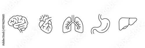Human internal organs thin line outline illustration of brain heart lungs stomach liver for anatomy medicine icon vector set.