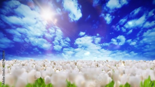 blue sky and grass