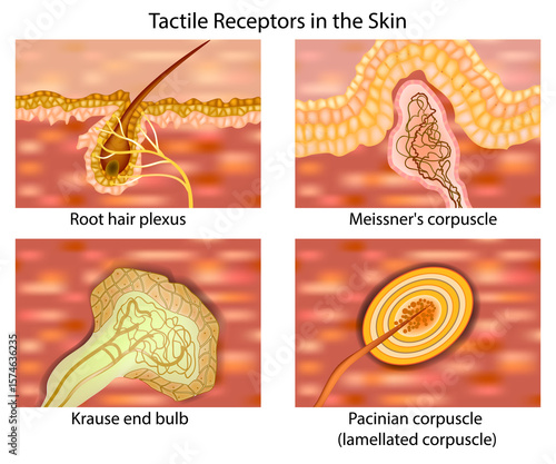 Tactile receptors in human skin, including the root hair plexus, Meissner's corpuscle, Krause end bulb, and Pacinian corpuscle. 