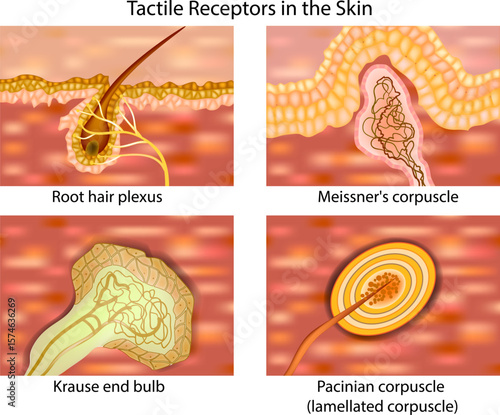 Tactile receptors in human skin, including the root hair plexus, Meissner's corpuscle, Krause end bulb, and Pacinian corpuscle. 