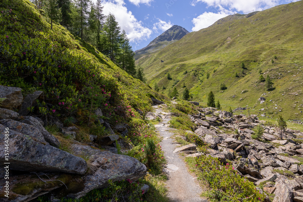Fototapeta premium Schöner Wanderweg im Ötztal nahe Sölden mit Alpenrosen im Querformat