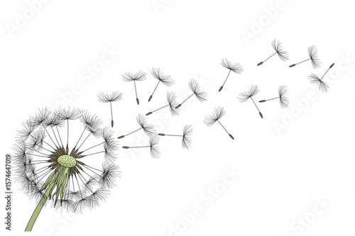 A delicate dandelion with seeds drifting gently in the breeze, perfect for representing nature, spring, and whimsical designs.