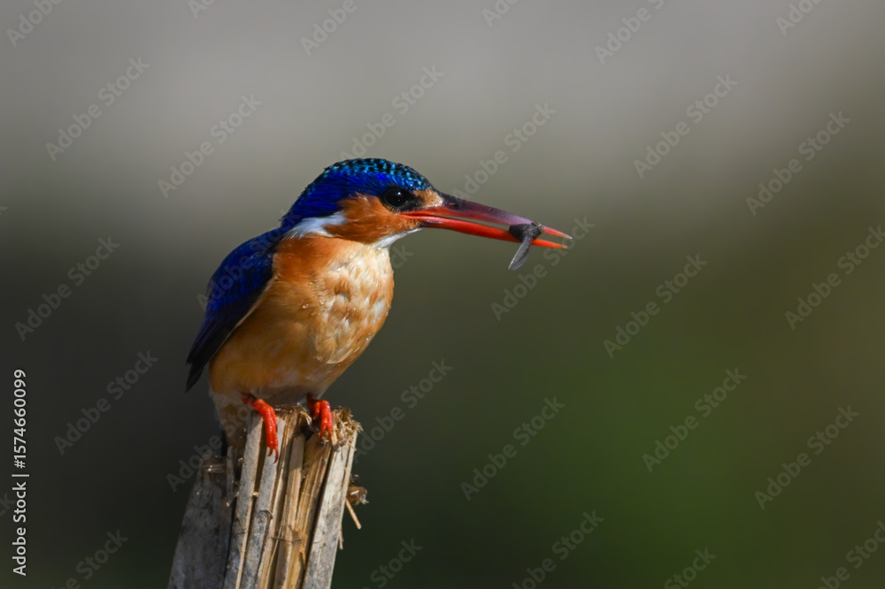 Fototapeta premium Malachite kingfisher crouches on post with grub