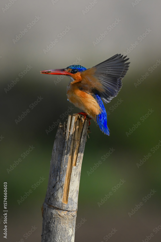 Fototapeta premium Malachite kingfisher flaps wings landing on post