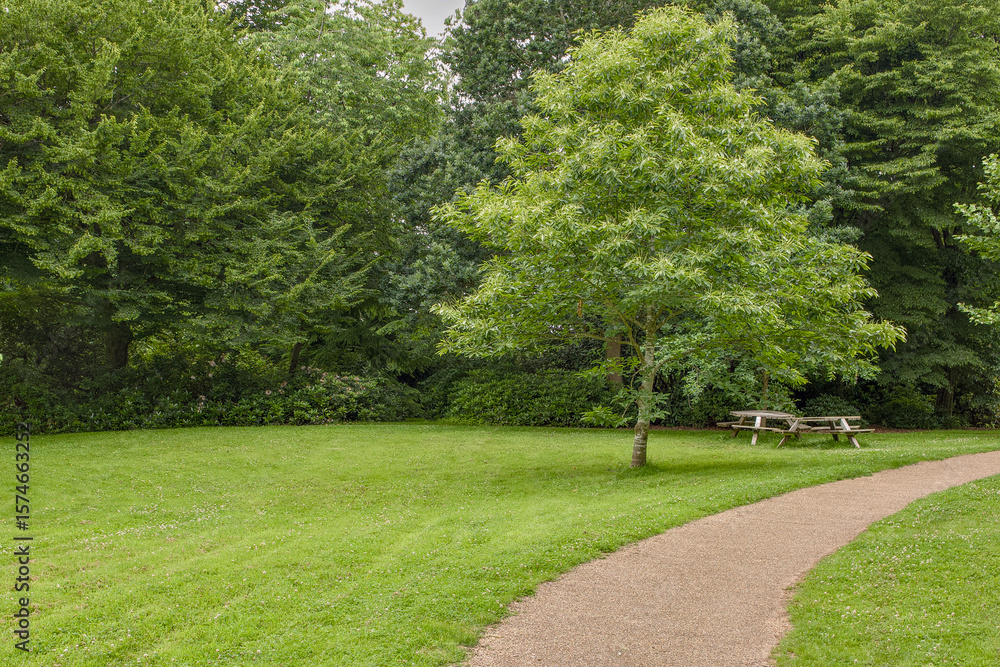 Obraz premium Path through a green park with a picnic table.